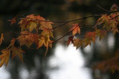 兼六園1枚目　紅葉（もみじって紅葉って書くんだw）