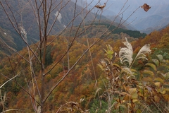 白山スーパー林道　2