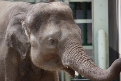 東山動物園