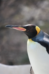 東山動物園