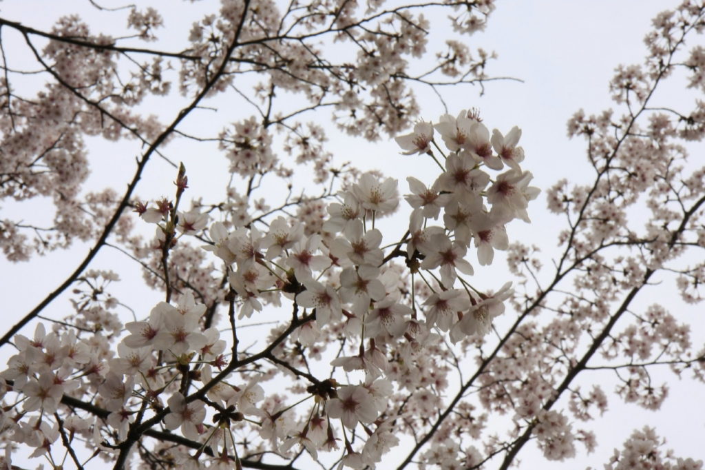 桜空