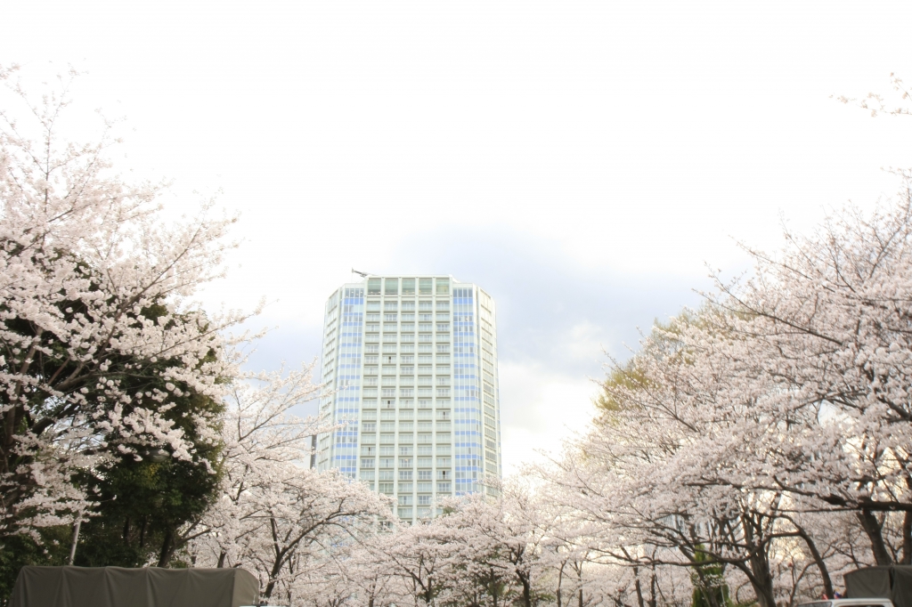 桜の丘に起つ