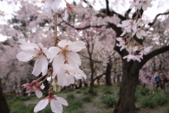 桜