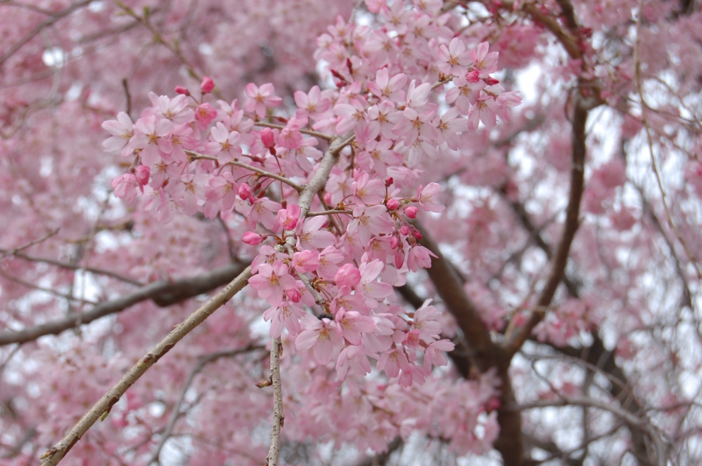 桜