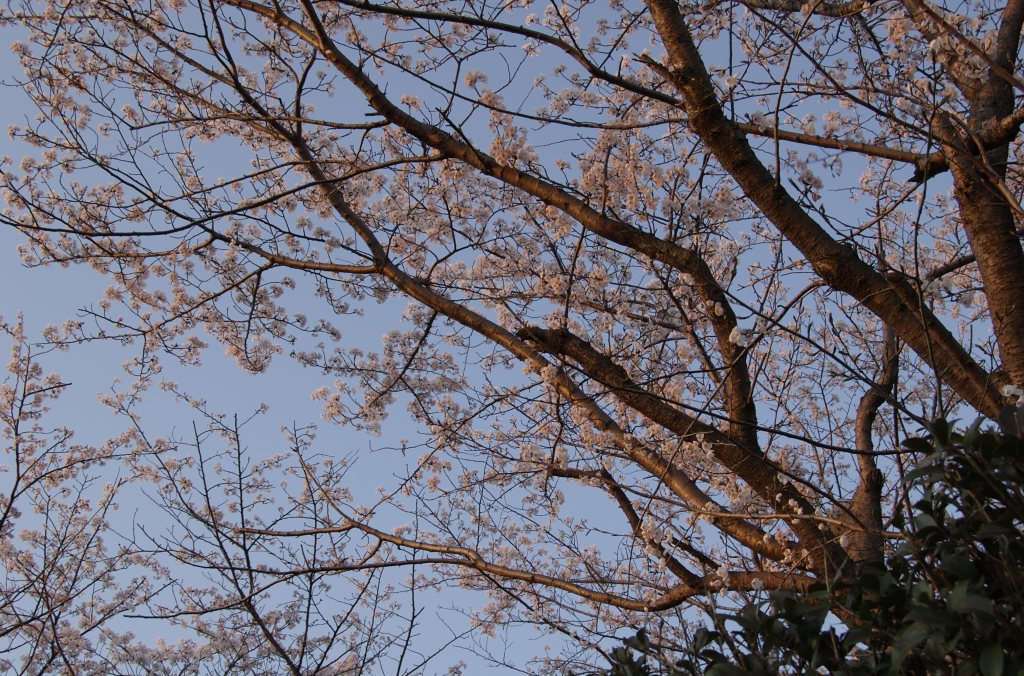 桜