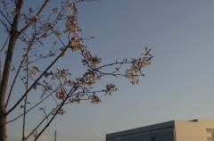 桜