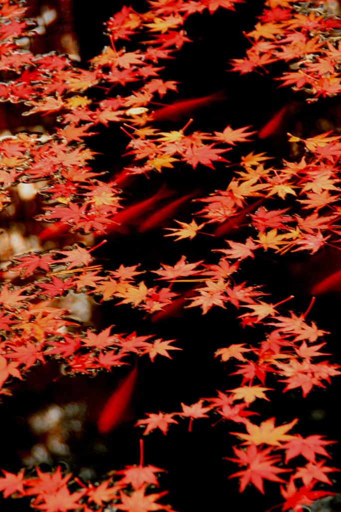 autum leaves