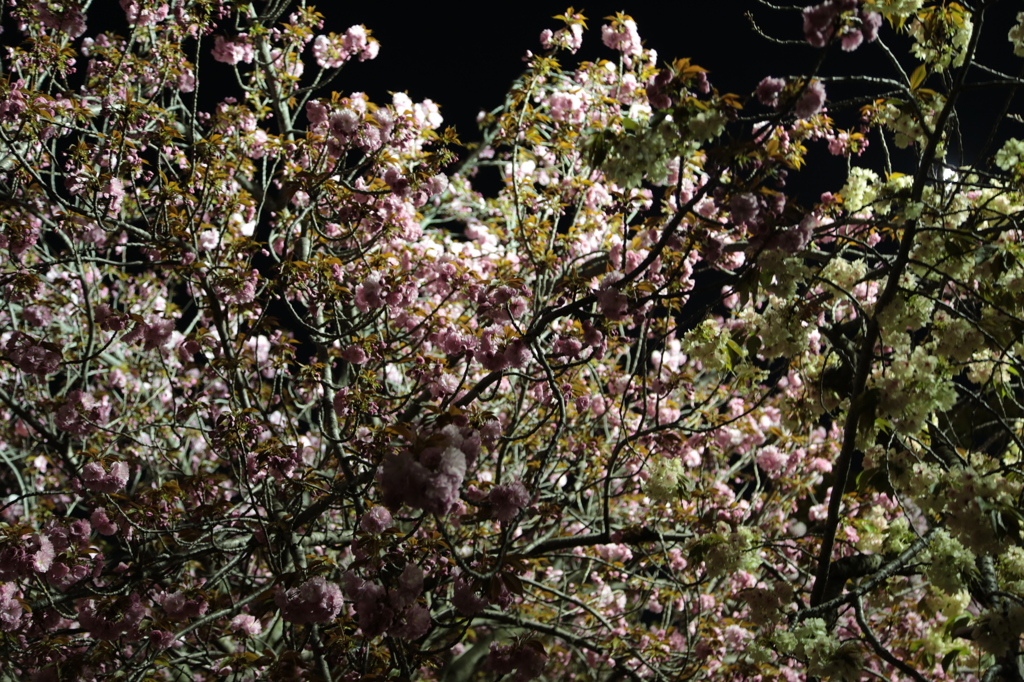 夜桜