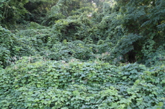 宮の森