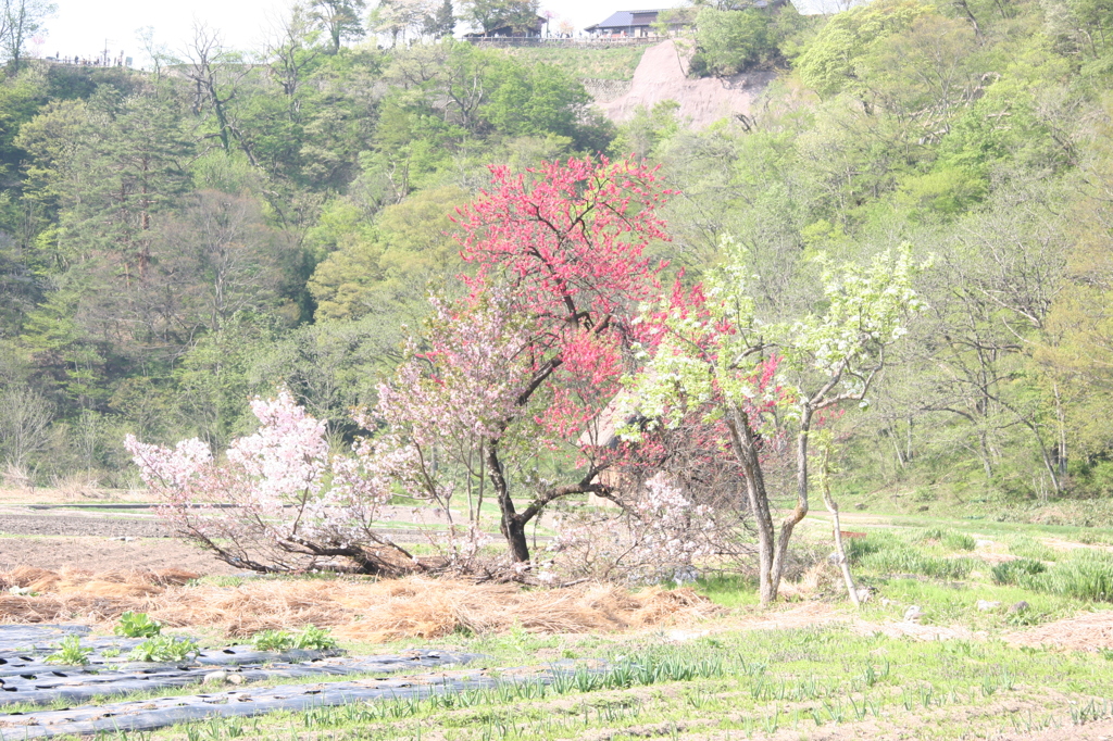 白川郷