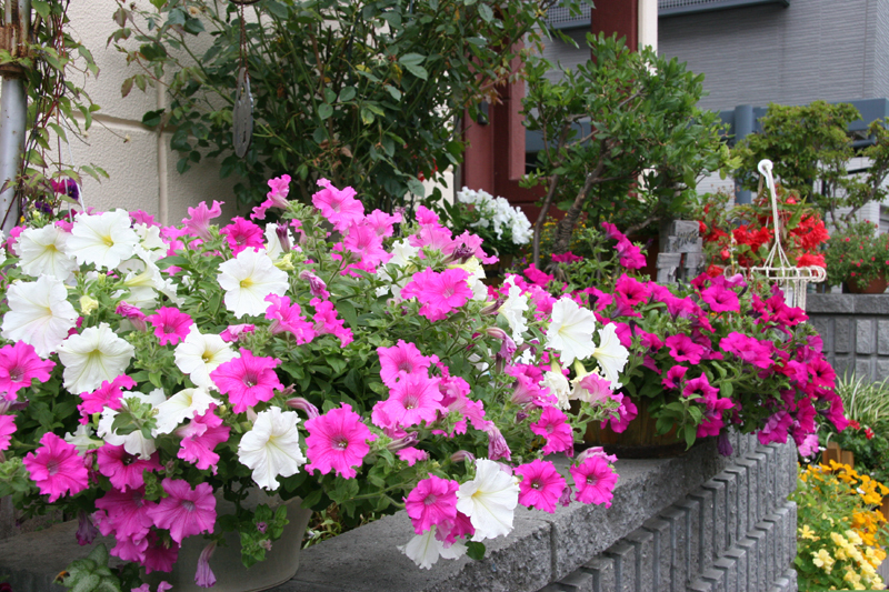 花