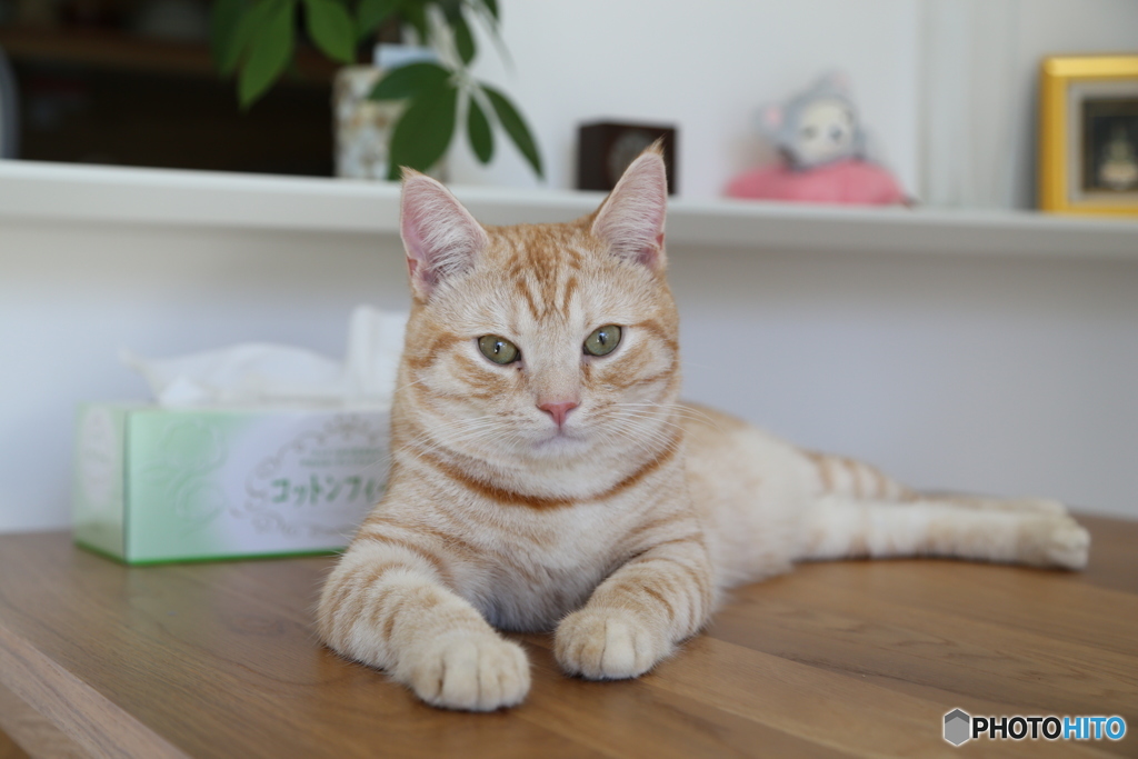 ねこ