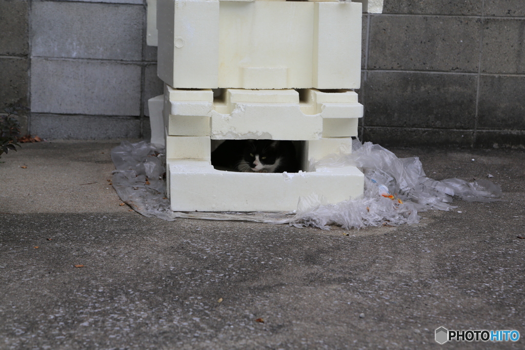 野良猫