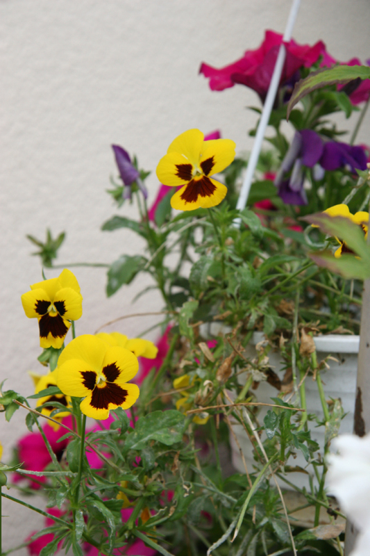 花