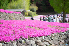 芝桜