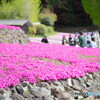 芝桜