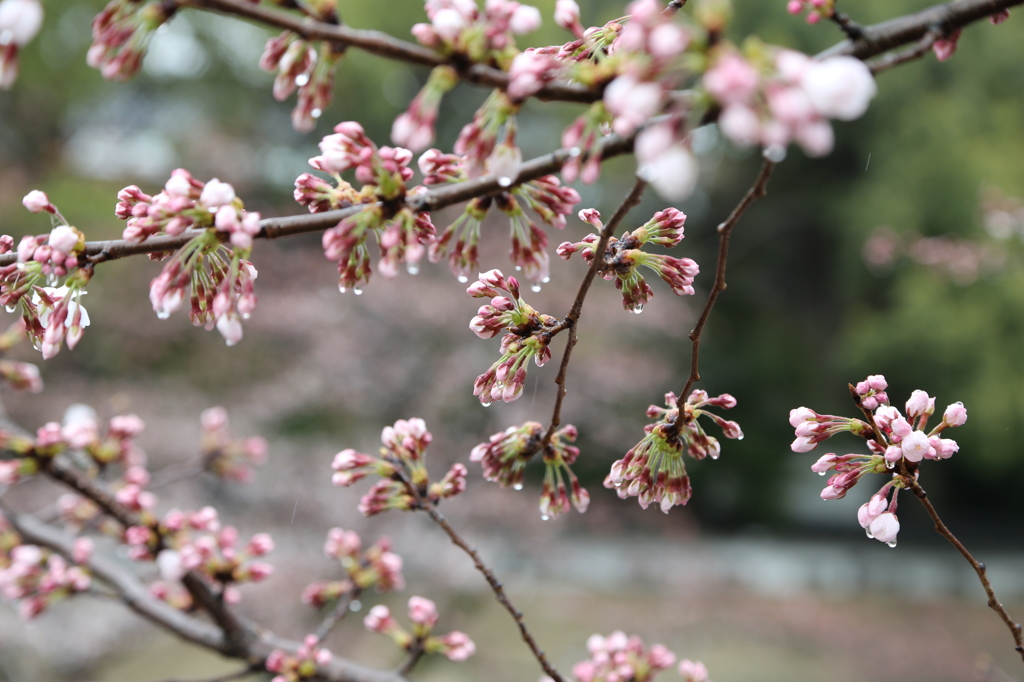 蹴上インクライン
