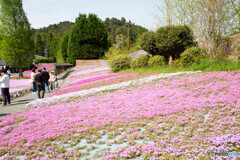 芝桜