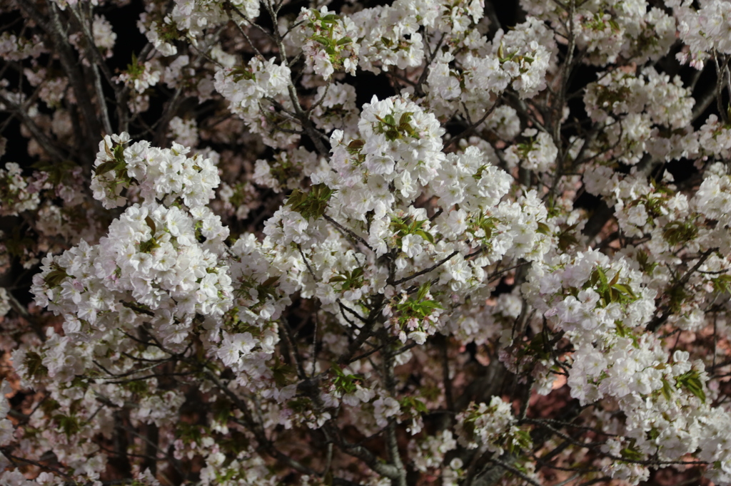 夜桜