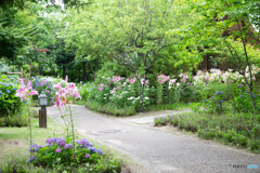 ユリと紫陽花の道