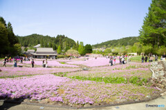 芝桜