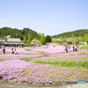 芝桜