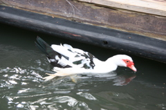 鳥
