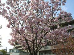 桜