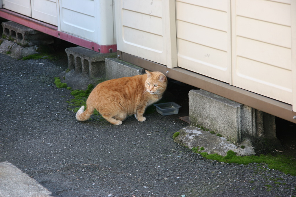 猫