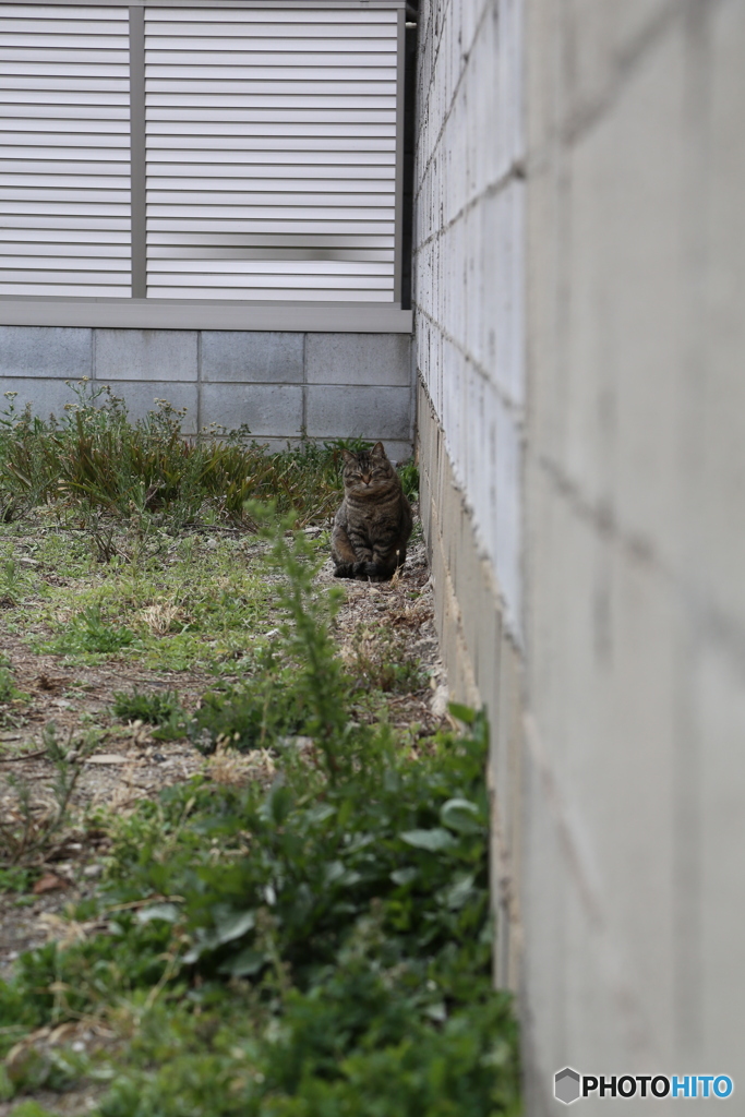 野良猫