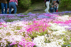 芝桜