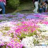 芝桜