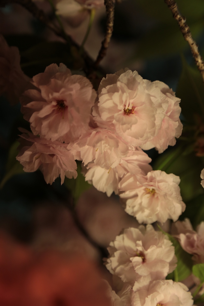 夜桜
