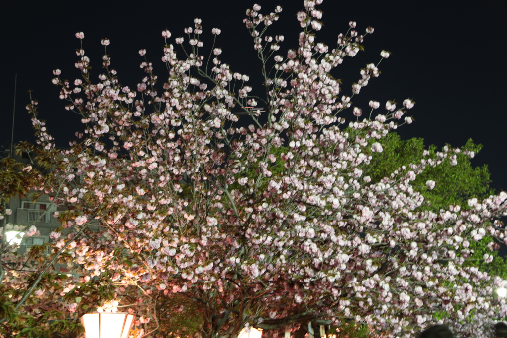 夜桜