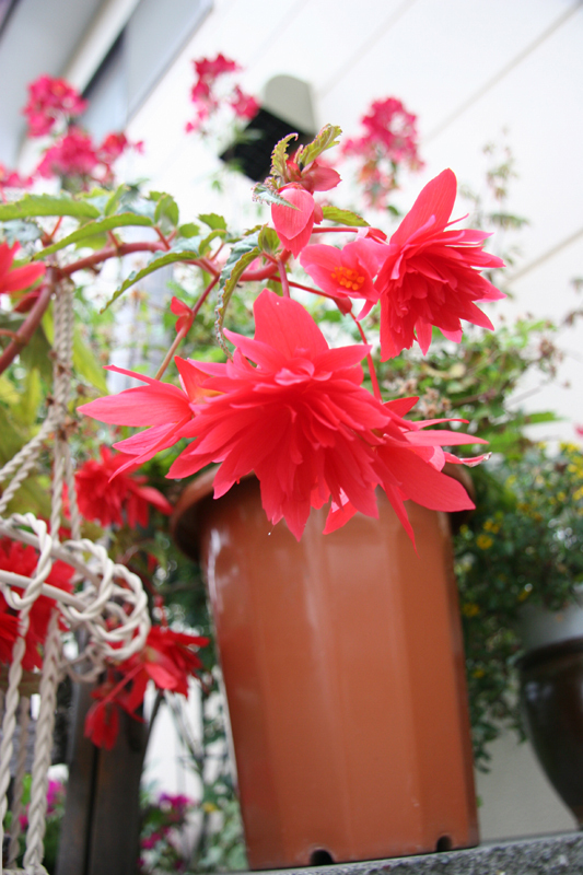 花