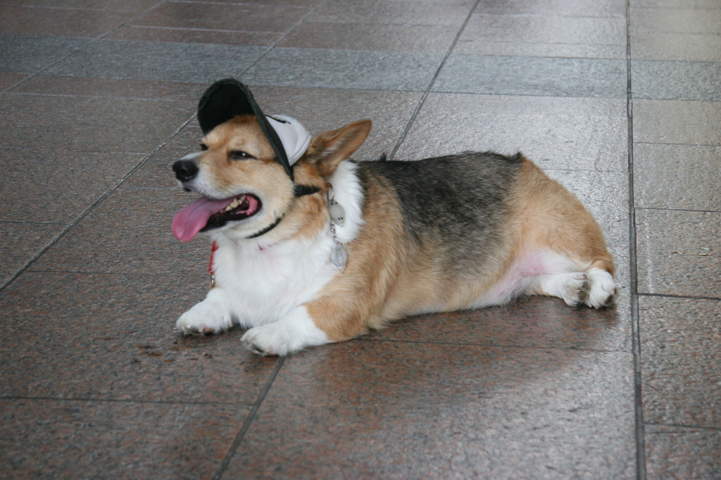 dog
