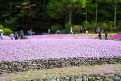 芝桜