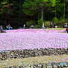 芝桜