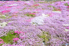 芝桜