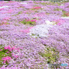 芝桜