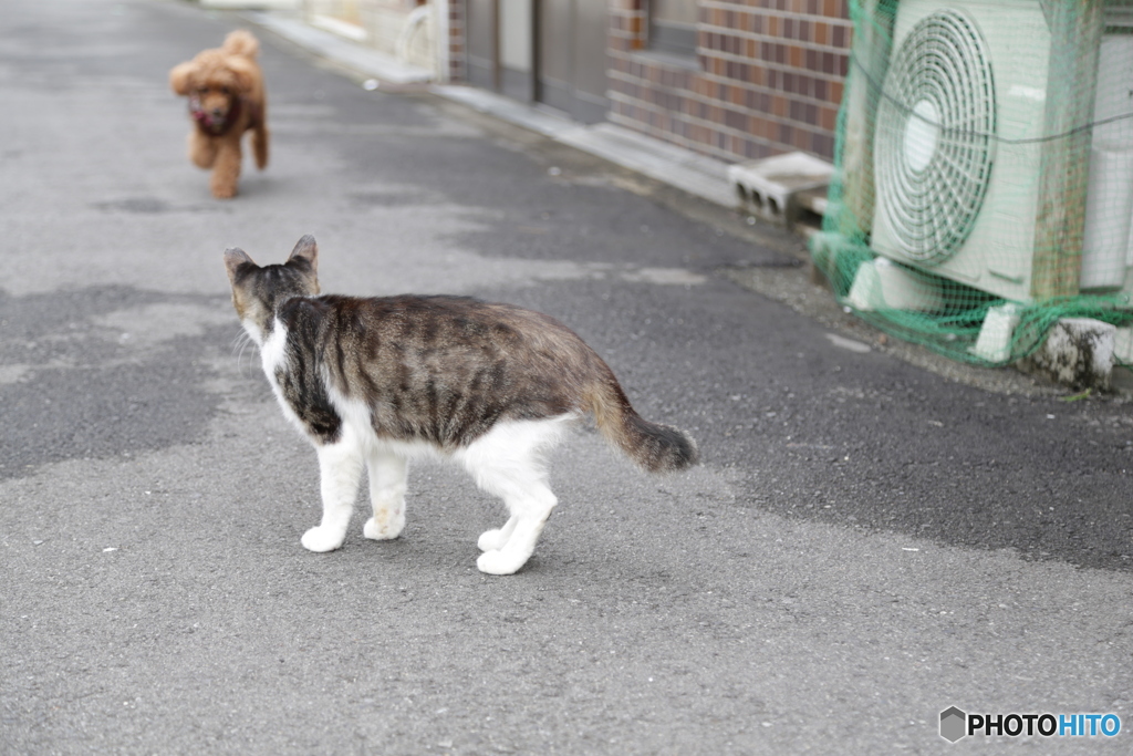 犬と猫