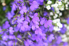 花