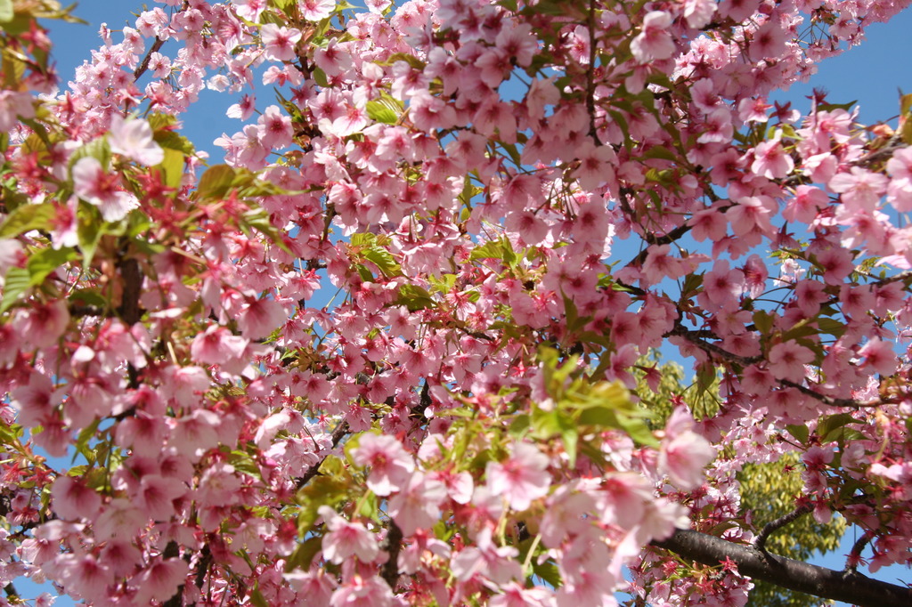 桜