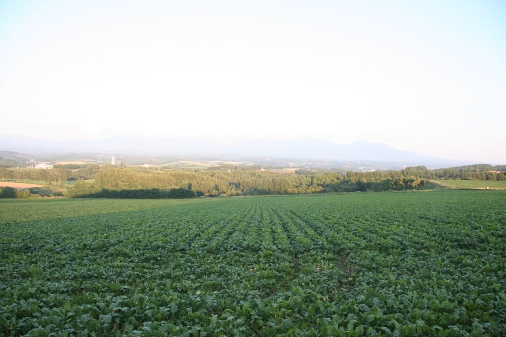 上富良野