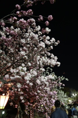 夜桜