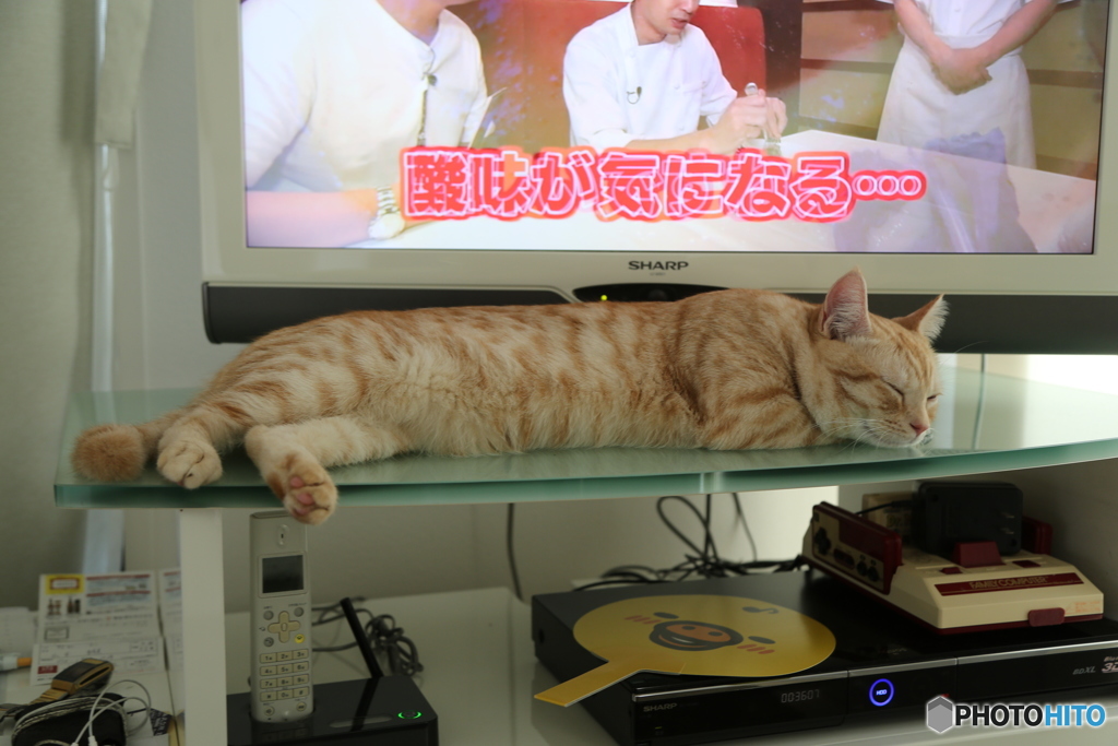 TVとねこ