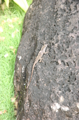 ヤモリ