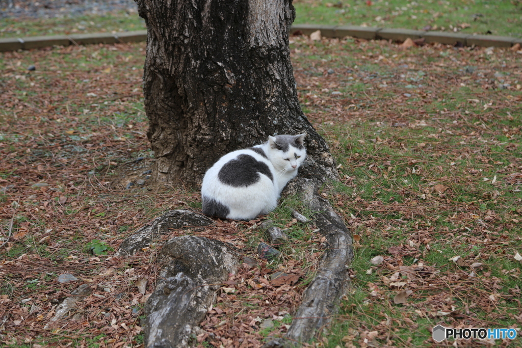 のらねこちゃん