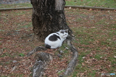 のらねこちゃん