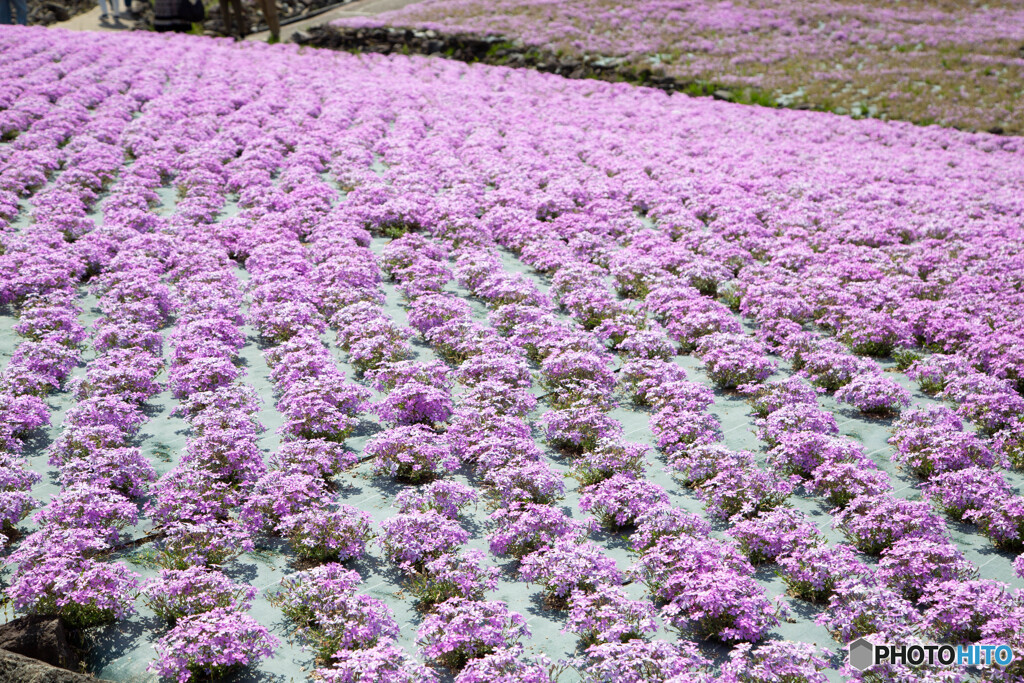 芝桜